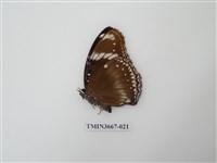 藏品(蛺蝶科(1))的圖片